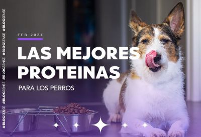 Las mejores proteínas para los perros